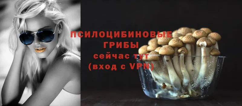 как найти   Малая Вишера  Псилоцибиновые грибы Psilocybe 